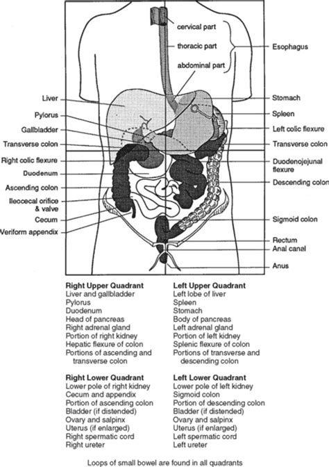 Abdominal Injuries Musculoskeletal Key