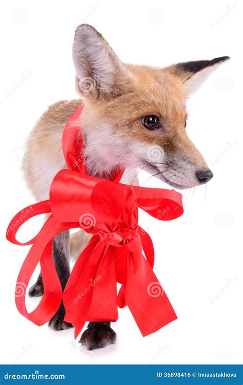 Red Fox Christmas Royalty Free Stock Image Image 35898416