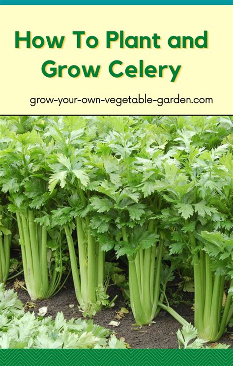 Green Celery Growing In The Ground With Text Overlay That Reads How To