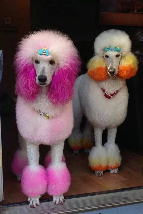 Permanent dog hair dye, color lasting over 20 washes! dyed standard poodles | Poodle, Pink poodle, Poodle grooming