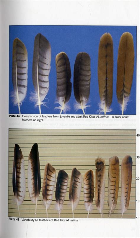 Feathers Identification For Bird Conservation Marian Cieslak