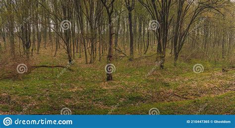 Spring Forests Stock Image Image Of Forest Landscape 210447365