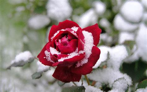 Red Rose In Snow Hd Wallpaper