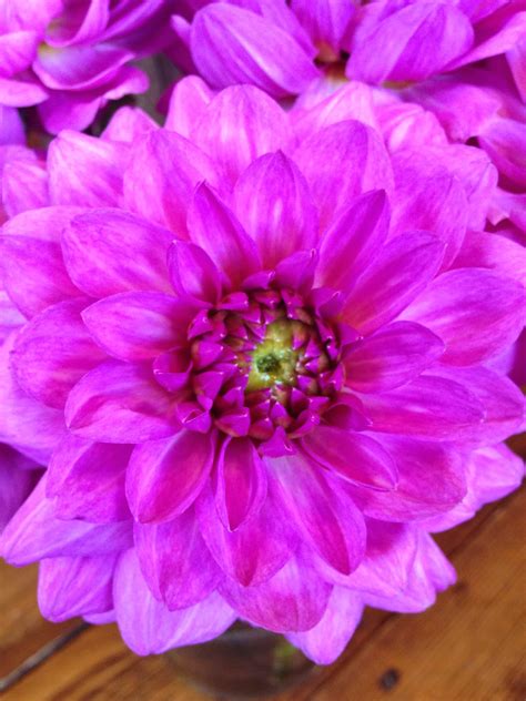 Flower Of The Week Purple Dahlia October 16th Les Fleurs