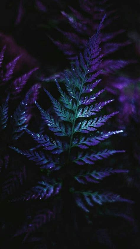 Natural Purple Aesthetic Wallpapers On Wallpaperdog