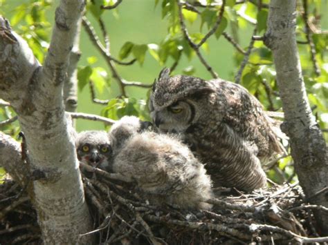 The Great Horned Owl Nest Birdnote