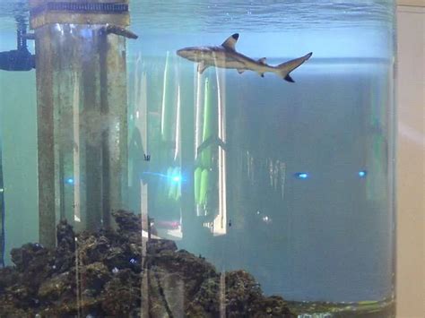 Blacktip Shark Compatible Residential Aquarium Aqualife