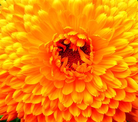 Orange Flower Pattern A Photo On Flickriver