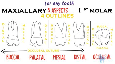 Maxillary 1 St Molar Morphology Dental Anatomy Youtube