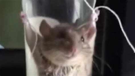 Watch Helpless Mouse Tied By Hands And Legs To Jar And Tortured