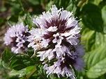 Mentha × piperita - Peppermint | World of Flowering Plants