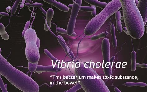 Vibrio Cholerae Is A Gram Negative Comma Shaped Bacterium Some