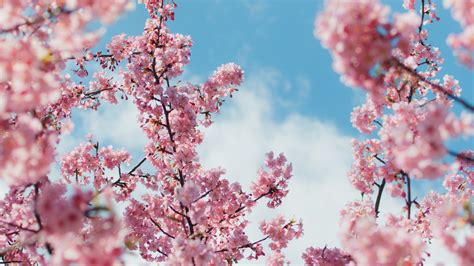 2560x1440 Cherry Blossom Plant 4k 1440p Resolution Hd 4k Wallpapers
