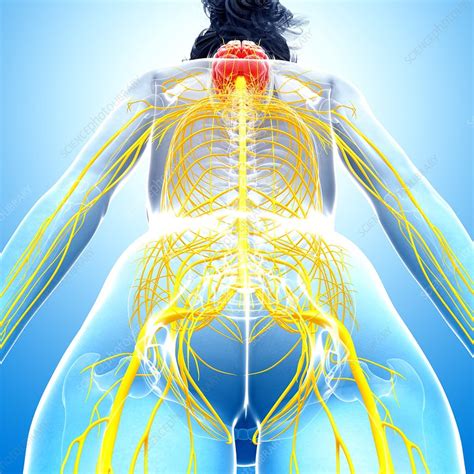 Female Nervous System Artwork Stock Image F0073589 Science