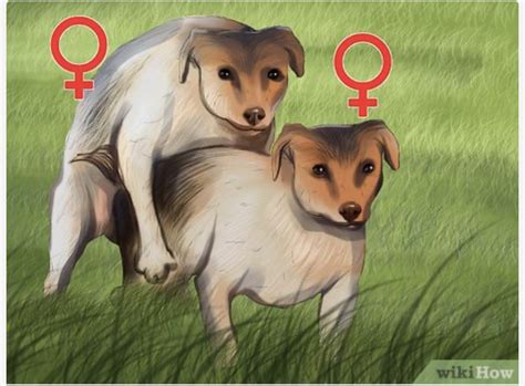 How To Tell If Your Dogs Are Lesbians Rdisneyvacation