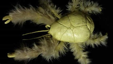 20 Facts About Yeti Crab To Know What This Creature Is Mysterious