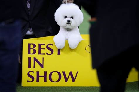 Westminster Dog Show 2019 Schedule Dates What Tv Channel Livestream