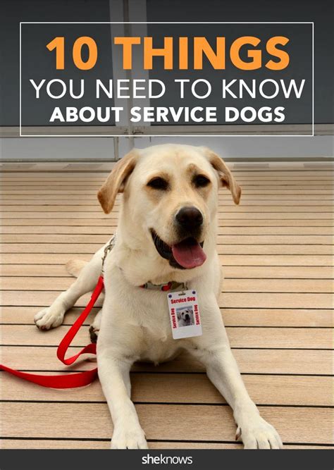 Do You Know These Facts About Service Dogs Service Dog Training