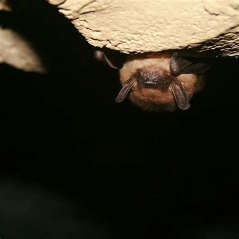 Big Brown Bat Facts Diet Habitat And Pictures On Animaliabio