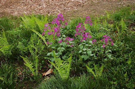 Purple Flowers With Ferns Flickr Photo Sharing