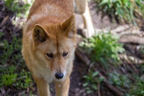 Cleland Wildlife Park Dingo At Cleland Wildlife Park Sout Flickr