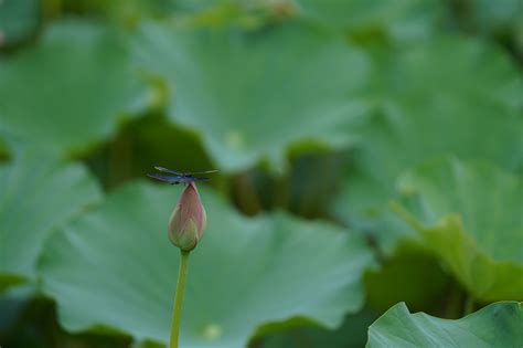 Dragonfly Lotus Flower Bud Water Free Photo On Pixabay Pixabay