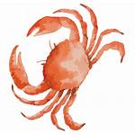 Clipart Crab Transparent Drawing Dungeness Webstockreview Meal