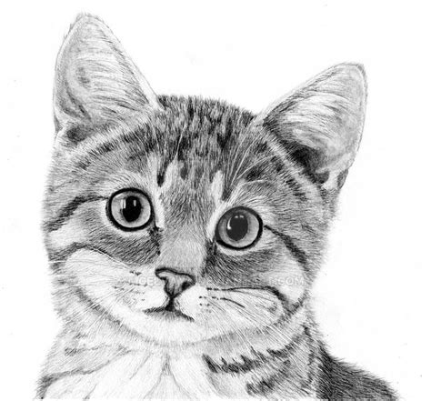 Corry By Celvaya On Deviantart Cats Art Drawing Animal Drawings