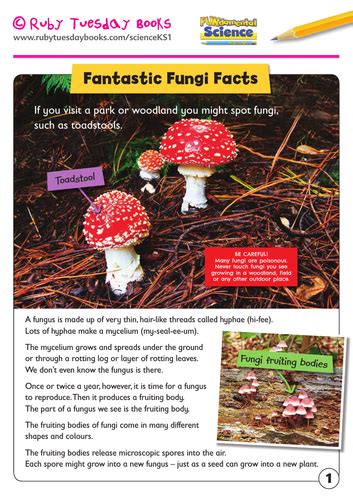 Fantastic Fungi Facts Seasonal Changes Teaching Resources