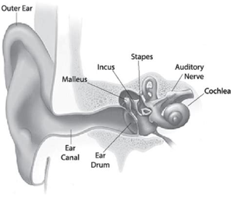Bone Anchored Hearing Systems Temple Health