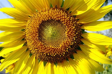 Large Yellow Sunflower Stock Image Image Of Close Nature 66775493