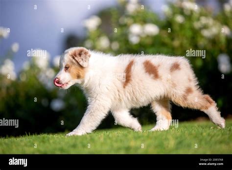 Red Merle Tricolor Australian Shepherd Puppy Stock Photo Alamy