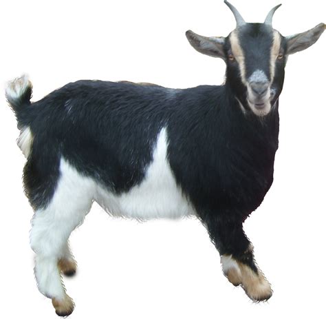 Collection Of Goat Hd Png Pluspng