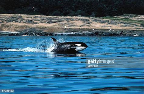 Killer Whale Breaching Photos And Premium High Res Pictures Getty Images