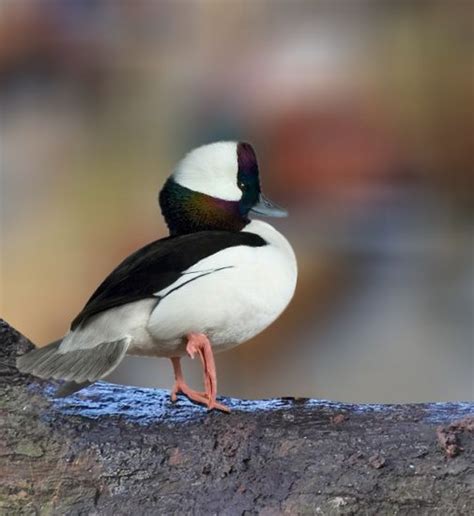 Taxidermy 2 Bufflehead Duck Hens In Freezer For Taxidermy