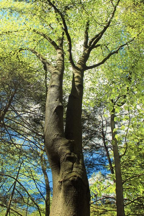 Beech Tree Identification Growing Beech Trees In The Landscape Tree