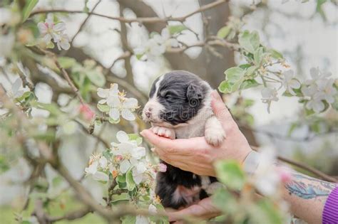 Australian Shepherd Puppy Newborn Puppy Stock Image Image Of Baby