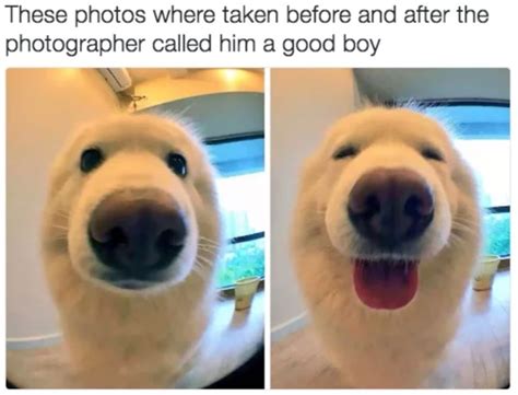 30 Funny Dog Memes To Make You Howl With Laughter Cute