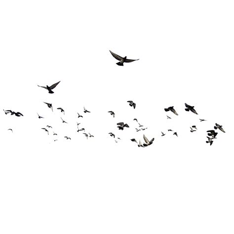 Birds Png Transparent Image Png Arts