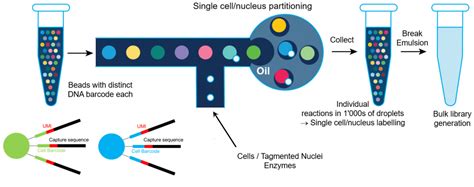 Single Cell 10x Lausanne Genomic Technologies Facility