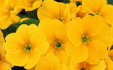 Yellow Colour Flower Wallpaper