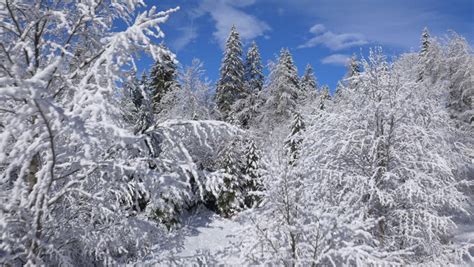 Drone Footage Snow Covered Trees Nature Beautiful Winter Europe Aerial