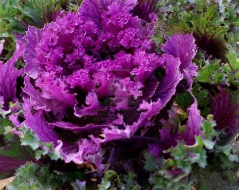 Purple Flowering Kale In Autumn Stock Photo 3824480 Flowering Kale