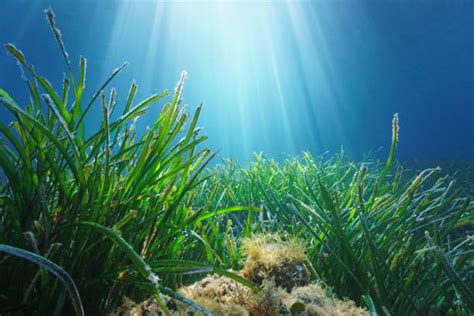 Underwater Plants Stock Photos Pictures And Royalty Free Images Istock