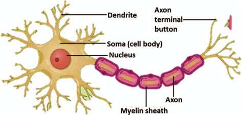 Structure Of Nerve Cell