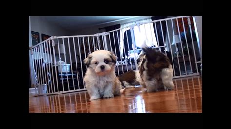 Shih Tzu Puppies For Sale February 17 2015 Youtube