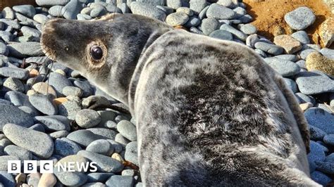 Another Sick Seal Pup Rescued After Storms In Guernsey Bbc News