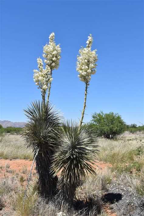 The Plant List The Arizona Native Plant Society