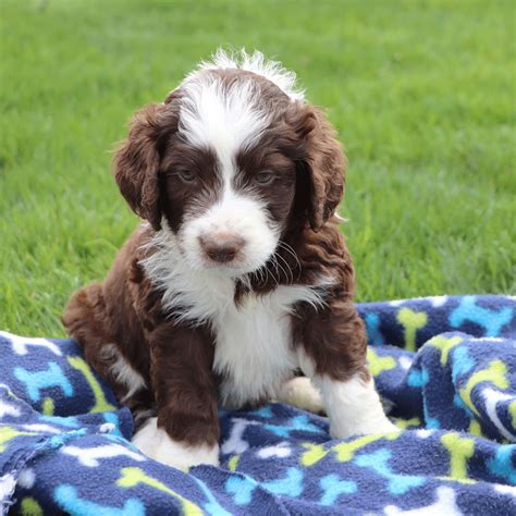 What Should We Name This Adorable Aussiedoodle Puppy Cute Animals