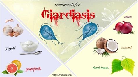 Top 11 Natural Andtreatments For Giardiasis In Human